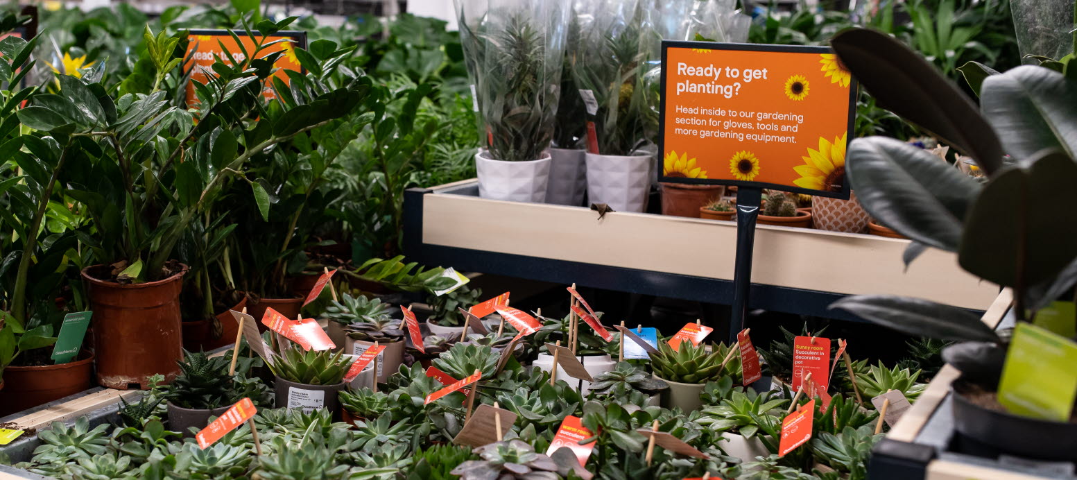 B&Q Aylesbury, B&Q, House Plants, Installation, Retail Transformation, Aylesbury